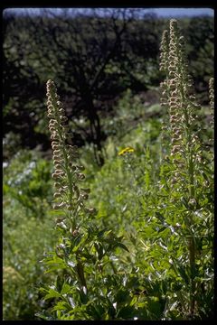 Image of California larkspur