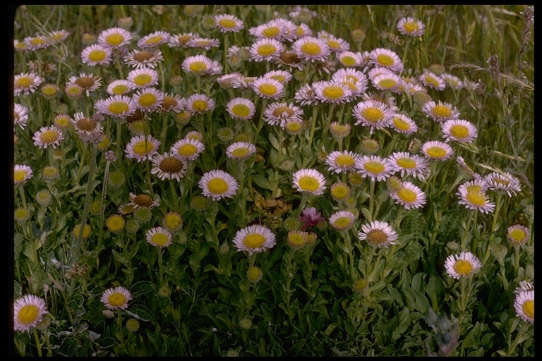 Image of seaside fleabane