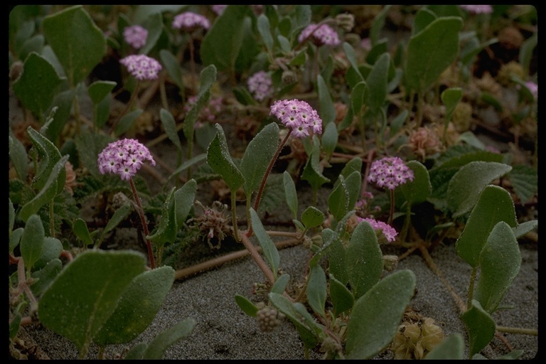 Image of pink sand verbena