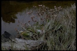 Imagem de Limonium californicum (Boiss.) Heller