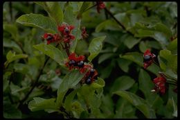 Image of twinberry honeysuckle