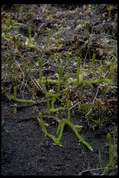 Image of Marsh Clubmoss