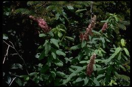 Image of Douglas spirea