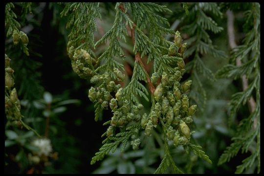 Image of Canoe Cedar