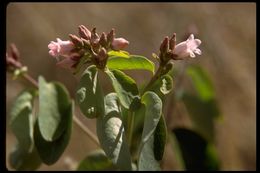 Image of flytrap dogbane