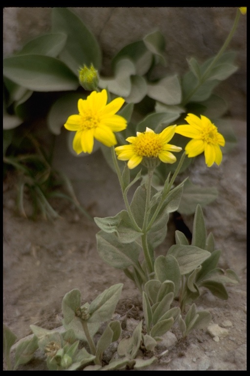 Слика од Arnica nevadensis A. Gray