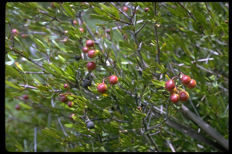 Image of bush rue