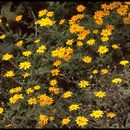 Eriophyllum lanatum var. arachnoideum (Fisch. & Ave-Lall.) Jepson resmi