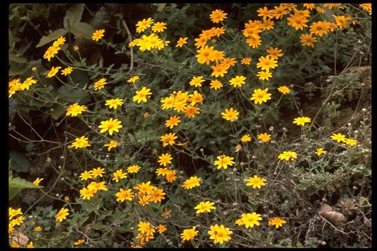 Plancia ëd Eriophyllum lanatum var. arachnoideum (Fisch. & Ave-Lall.) Jepson