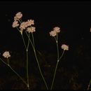 Image of naked buckwheat