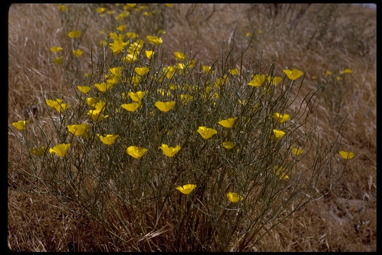 Image of tufted poppy