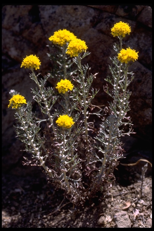 Image of golden-yarrow