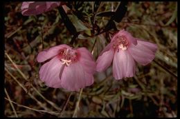 Image of ruby chalice clarkia