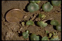 Image of Indian Pennywort