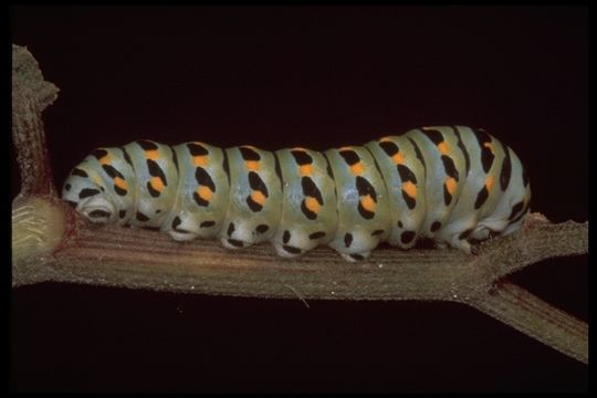 Image of Anise Swallowtail