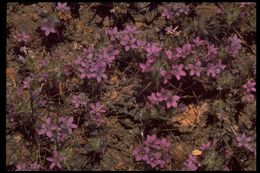 Image of sticky pincushionplant