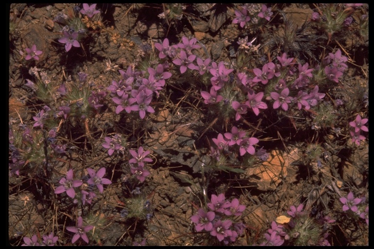 Image of sticky pincushionplant