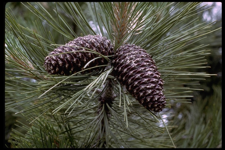 Image of Jeffrey Pine