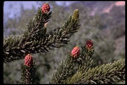 Image of foxtail pine