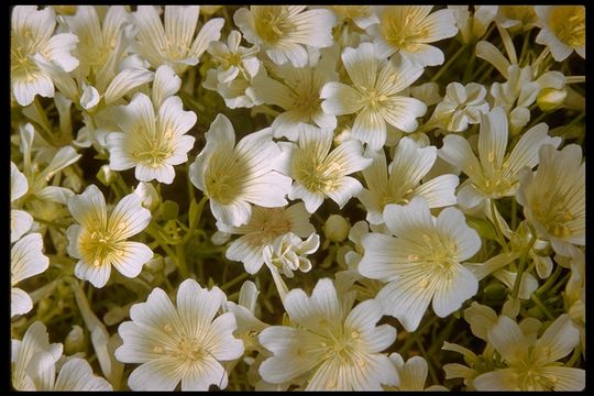 Image of Douglas' meadowfoam