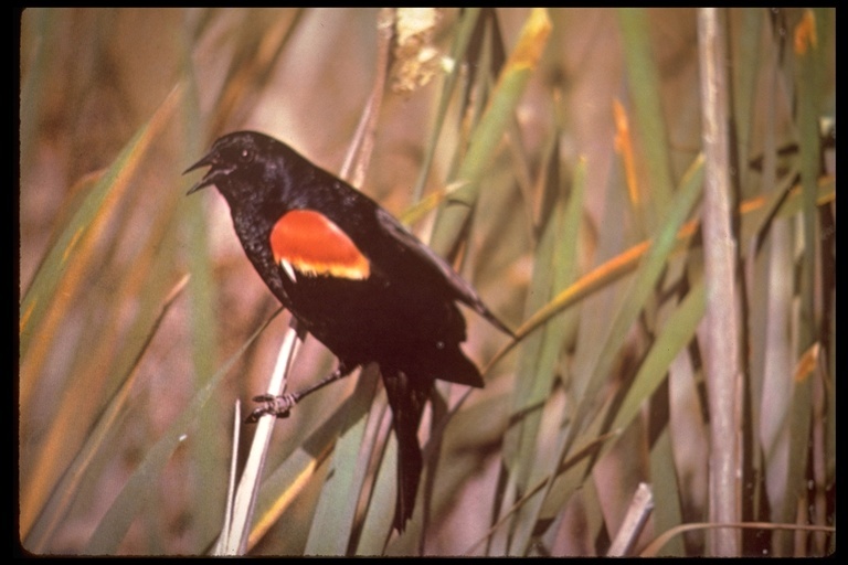 Image of Red-winged Blackbird