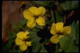 Image of Baker's violet