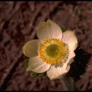 Image of <i>Pulsatilla occidentalis</i>