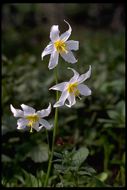 Imagem de Erythronium montanum S. Watson