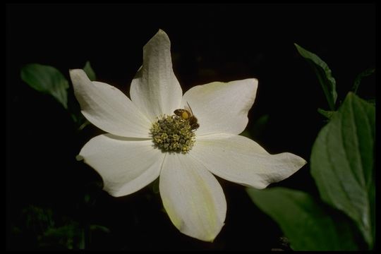 Image of Pacific dogwood