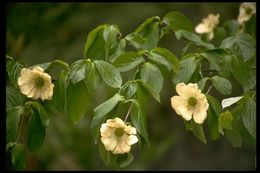 Image of Pacific dogwood