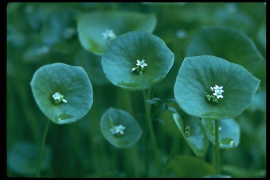 Image of Indian lettuce