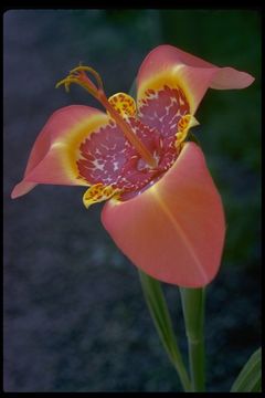 Image of Mexican Shellflower