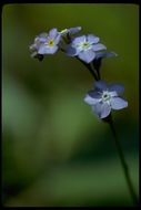 Image of forget-me-not