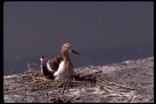 Image of American Avocet