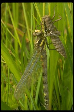 Image of Pacific Spiketail