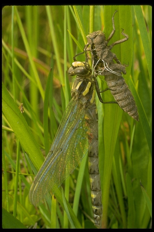 Image of Pacific Spiketail