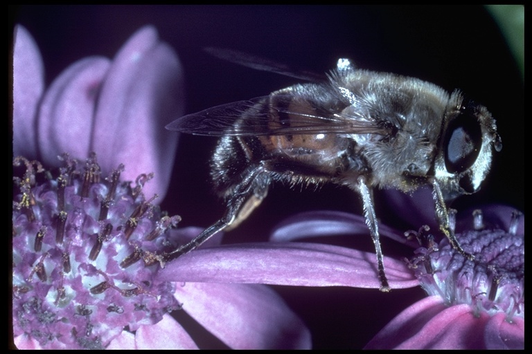 Image of flower flies