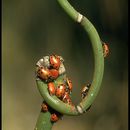 Plancia ëd Hippodamia convergens Guérin-Méneville 1842