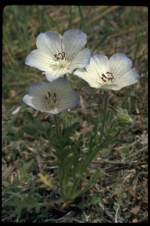 Image de Nemophila menziesii var. integrifolia Brand