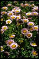 Image of seaside fleabane