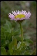 Image of seaside fleabane