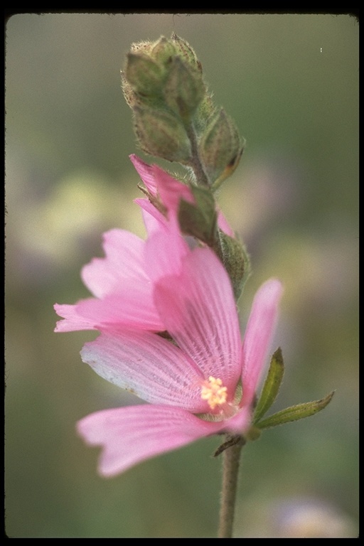 Image of checkerbloom