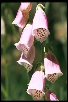 Image of Foxglove