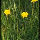 Image of false dandelion