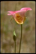 Image de Calochortus venustus Douglas ex Benth.