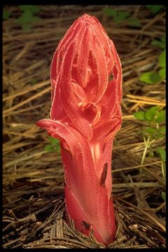 Image of snowplant