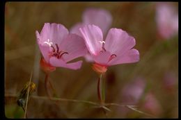 Image of ruby chalice clarkia