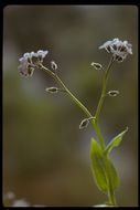 Image of forget-me-not