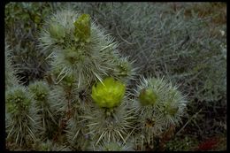 Image of teddybear cholla