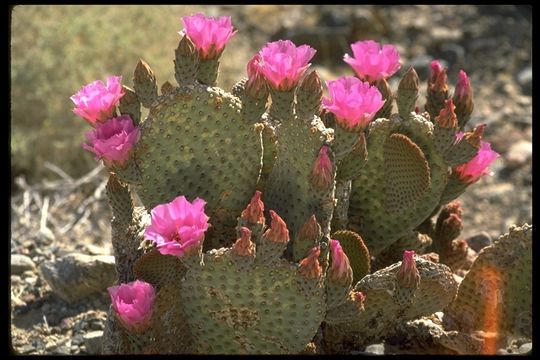 Image of Beavertail Cactus